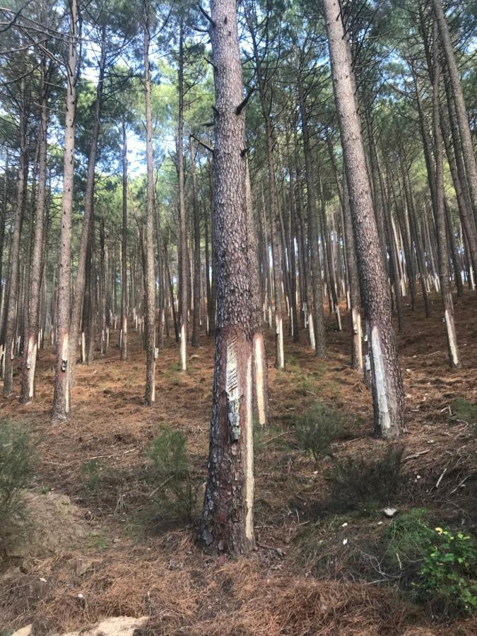 Posada Rural La Resinera La Adrada Ngoại thất bức ảnh